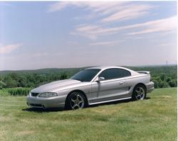 mustangonhill1-1.jpg