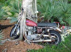 treecycle.jpg