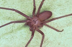 Brown_recluse_spider,_Loxosceles_reclusa.jpg