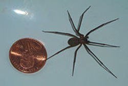 180px-Brown-recluse-coin.jpg