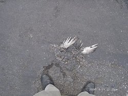 220991600_6d3ef73dfe_o.jpg
