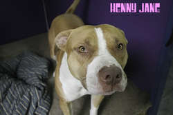 hennycivic2.jpg hennycivic2.jpg