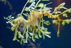 ba_A_fish08_001.jpg