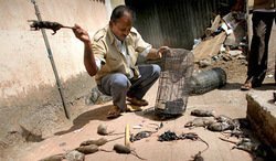 mumbai+rat+killer.jpg