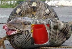 python-eating-7181.jpg