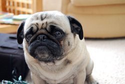 sad-pug_otherway.jpg sad-pug_otherway.jpg