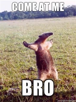 come-at-me-bro.jpg