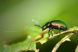Chrome_Beetle_by_DREAMCA7CHER.png